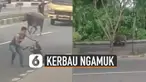 Seorang warga merekam kejadian seekor kerbau mengamuk di jalanan.