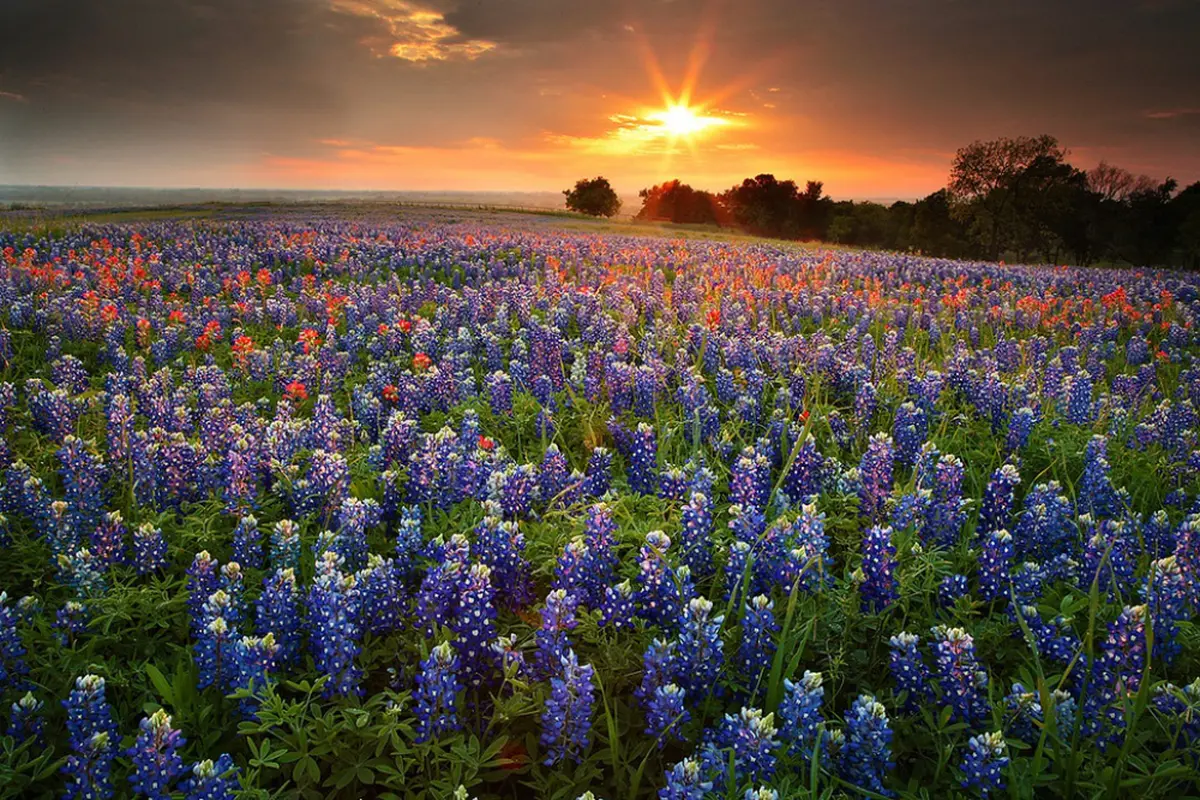 Texas