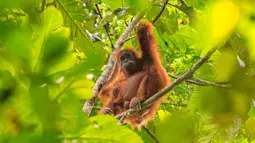 Foto selebaran tak bertanggal yang diambil oleh Pusat Informasi Orangutan dan dirilis pada 10 Juni 2026 menunjukkan orangutan Tapanuli di atas pohon di hutan Batang Toru di Sumatra Utara. Menurut para ilmuwan, tanah longsor yang dipicu oleh perubahan iklim memusnahkan hampir satu dari 10 spesies kera besar paling langka di dunia yang tersisa di Pulau Sumatra. (Handout/Pusat Informasi Orangutan/AFP)