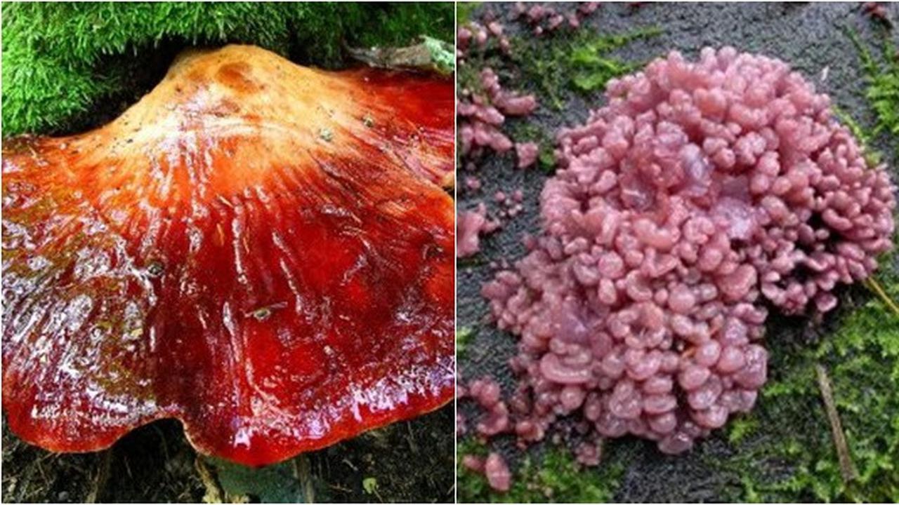 6 Bentuk Jamur Paling Unik di Dunia, Ada yang Mirip Daging Sapi