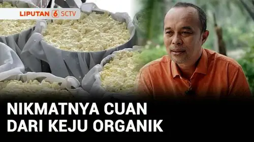  Cuan dari Keju Organik, Ratusan Juta Ketarik