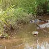 Unggah Foto Buaya Buatan AI di Singapura, Warga Myanmar Terancam Dipenjara