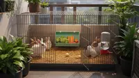10 Usaha Ternak Mini Anti Bau untuk Rumah Sempit yang Mudah Dirawat