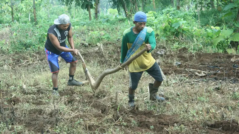 Bajak Sawah Petani Sumenep, Pilih Pakai Manusia daripada Kerbau