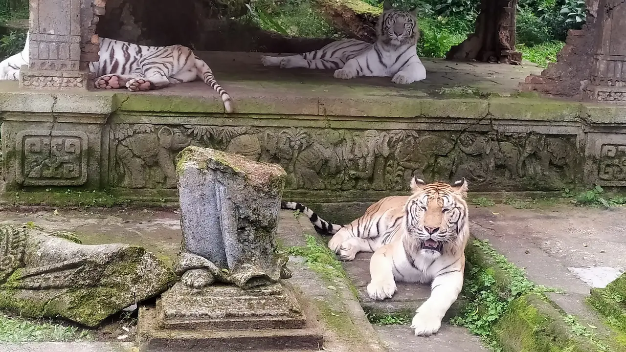 Harimau