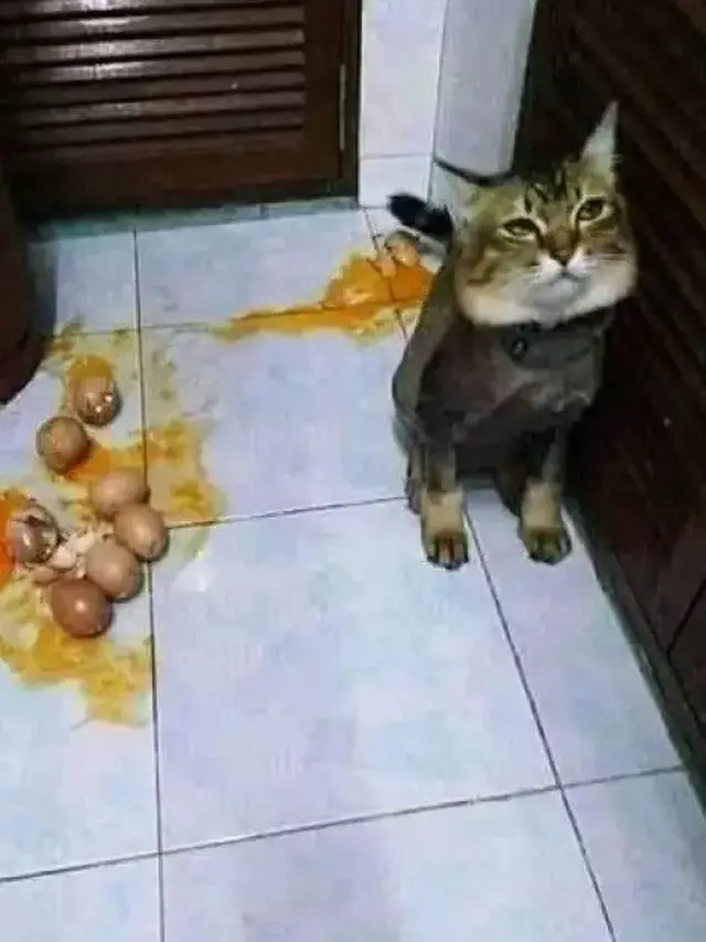 6 Tingkah Kucing Suka Merusak Barang Ini Bikin Emosi, Onar Banget