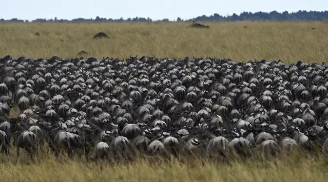 Kawanan Wildebeest saat berjalan menuju sungai di Masai Mara saat berimigrasi, Kenya (4/9/2015). Setiap tahun ratusan ribu rusa kutub bermigrasi hingga ratusan kilometer menuju padang rumput selama musim kering di Kenya. (AFP PHOTO/Carl de Souza)