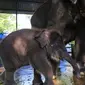 Anak gajah berusia dua bulan di Kebun Binatang Surabaya diberi nama Rocky Balboa. (Istimewa)