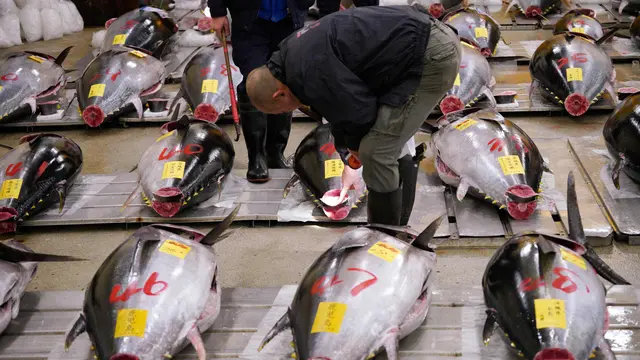 Lelang Ikan Tuna