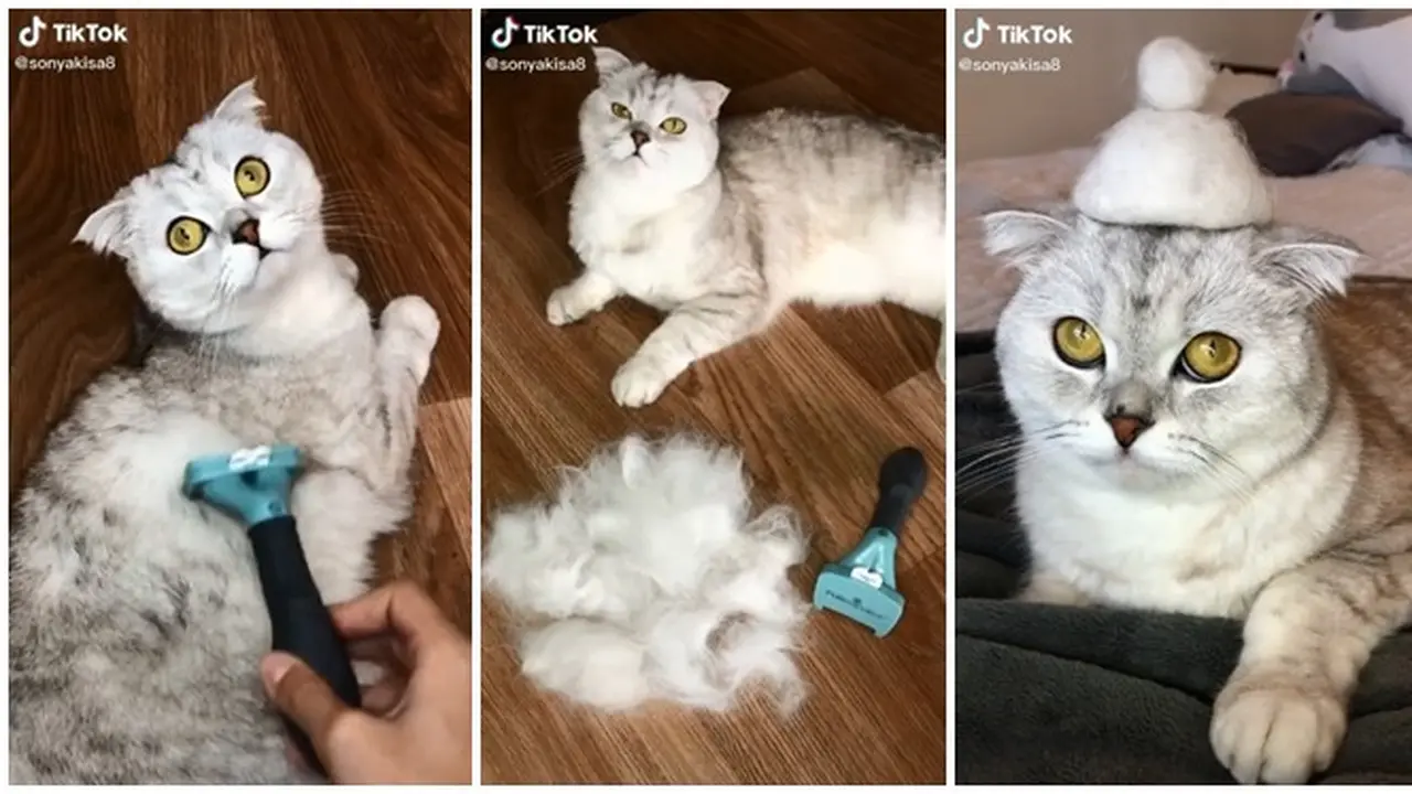 Bikin Gemas, Kucing Pakai Topi yang Terbuat dari Bulunya Sendiri