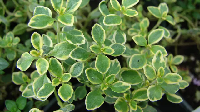 Lemon Thyme