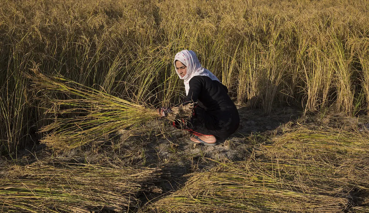 Seorang petani memanen padi di sebuah sawah di Desa Awantipora, Distrik Pulwama dekat Kota Srinagar, Kashmir yang dikuasai India (23/9/2020). (Xinhua/Javed Dar)