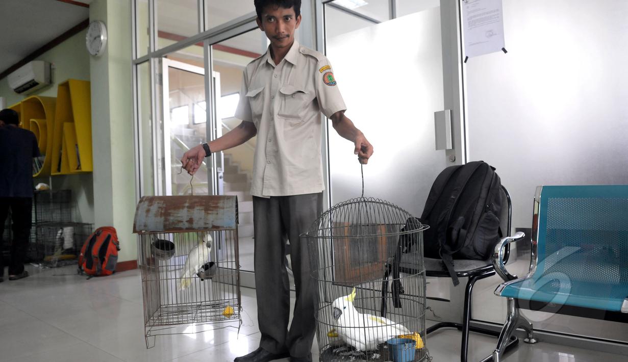 Petugas Balai Konservasi Sumber Daya Alam (BKSDA) menunjukan burung kakaktua jambul kuning yang diserahkan di kantor BKSDA, Jakarta, Senin (11/5/2015). BKSDA menerima 7 burung kakaktua jambul kuning dan satu burung kakatua raja. (Liputan6.com/Johan Tallo)