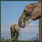 Kawanan Gajah di Kebun Binatang Howletts Wild Animal Park, Inggris. (dok.Instagram @howlettspark/https://www.instagram.com/p/CQ234LvNdab/Henry_