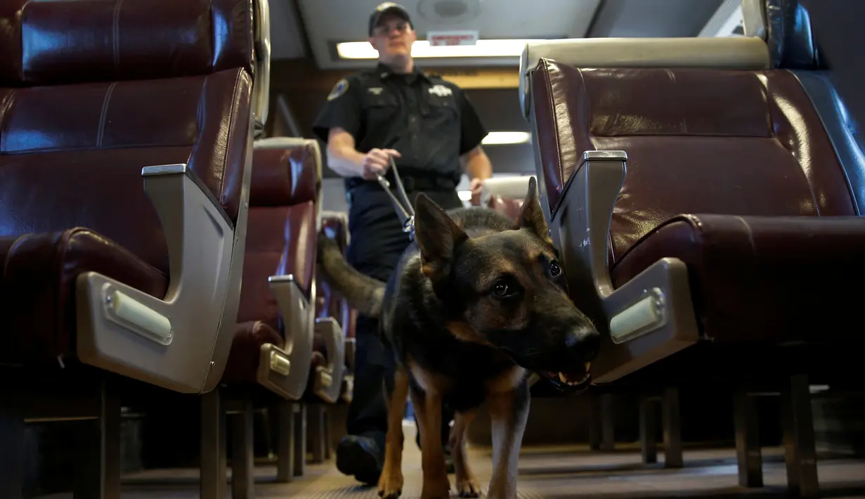 Petugas kepolisian MTA Kevin Pimpinelli bersama dengan Johnny, anjing ras Jerman, saat pencarian bom dalam simulasi di kereta komuter dalam pelatihan di Training MTA Kepolisian Canine, Stormville, New York, (6/6/2016). (REUTERS/Mike Segar)