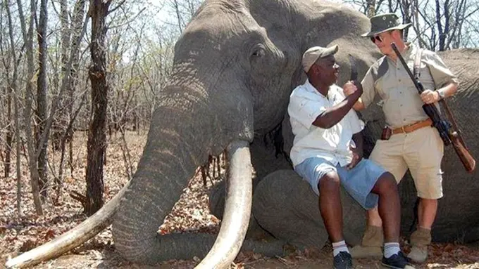 Bayar Rp 800 Juta, Pemburu Jerman Bunuh Gajah Terbesar Afrika
