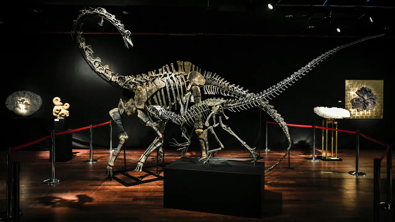 Lelang Fosil Dinosaurus di Paris