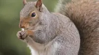 Funny squirrel jokes. (Photo: Joseph Yu/Pexels)