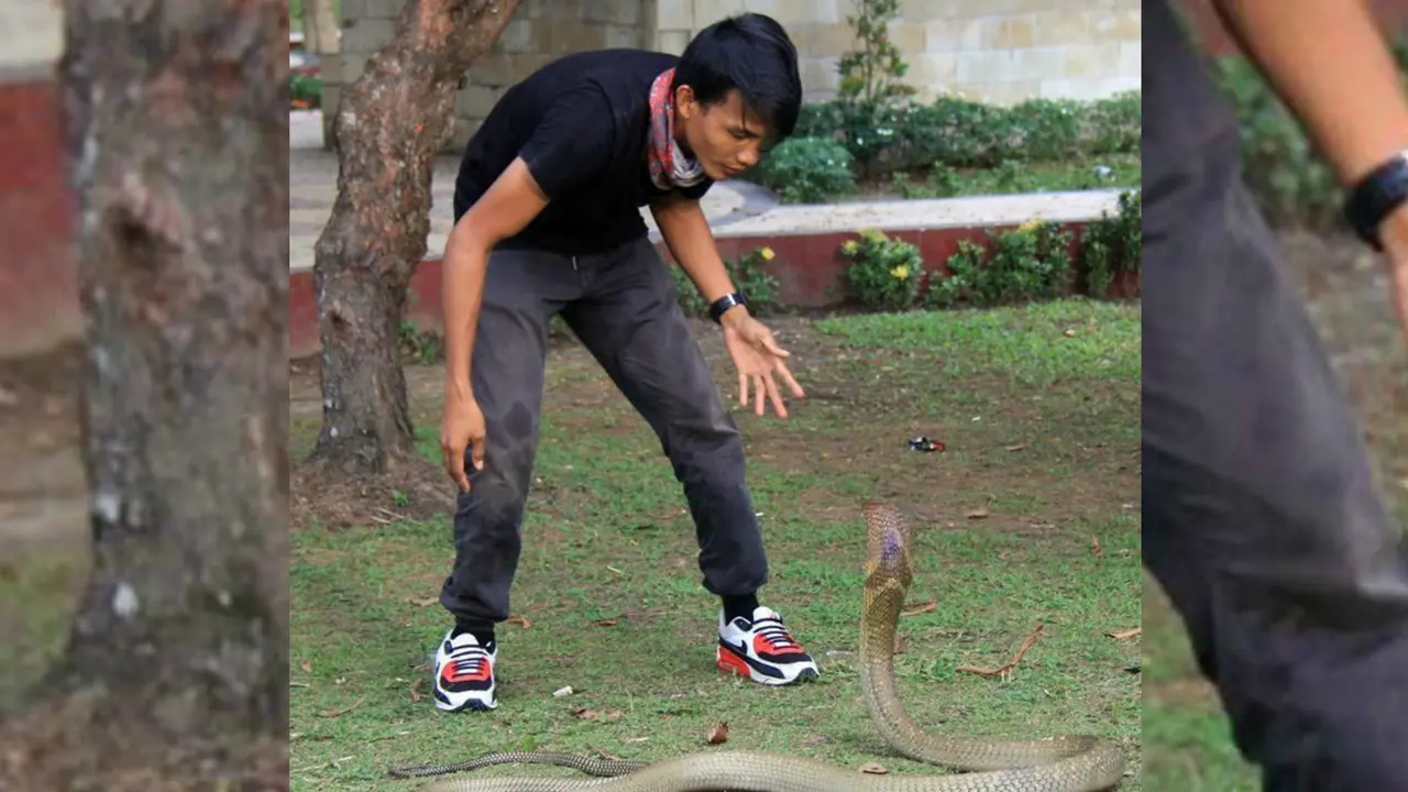 Ular king cobra