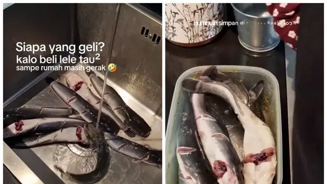 Cara mematikan ikan lele tanpa dipukul