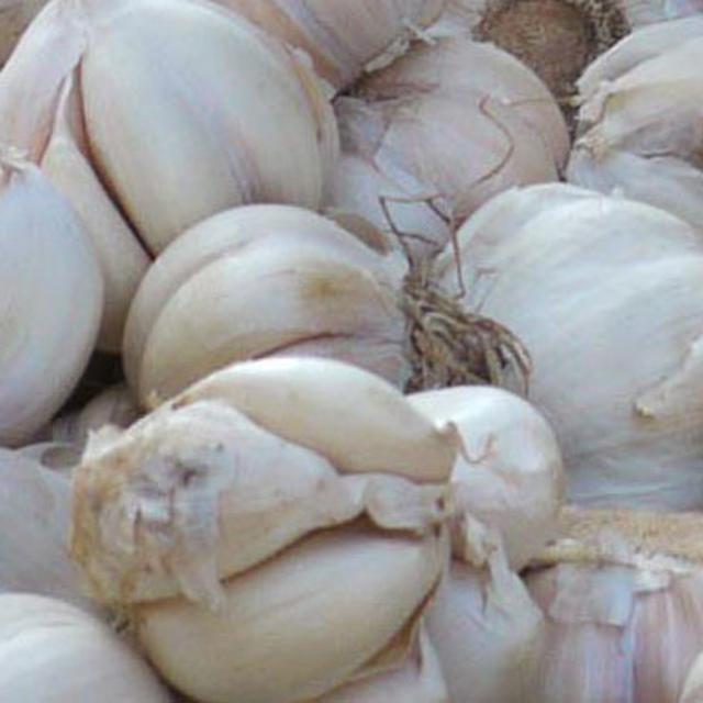 Manfaat Bawang Putih Untuk Vitalitas Pria