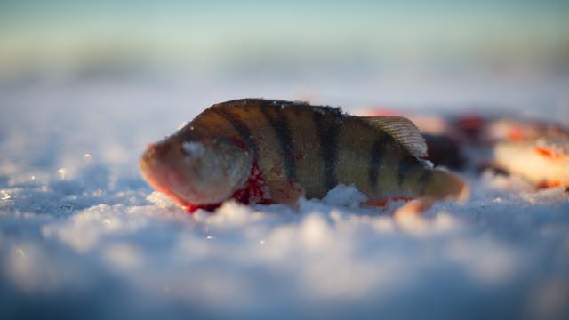 20161230-Mancing-Finlandia-AFP