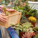 3 Trik Container Gardening yang Bikin Patio Kecil Terlihat Lebih Mewah