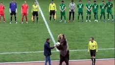 Seekor beruang sirkus bernama Tim masuk sebelum laga divisi tiga Rusia antara FC Angusht Nazran dan Mashuk-KMV di kota Pyatigorsk, Rusia, 15 April 2018. Tim memegang bola sebelum menyerahkannya pada wasit. (FC Angusht Nazran youtube channel via AP)