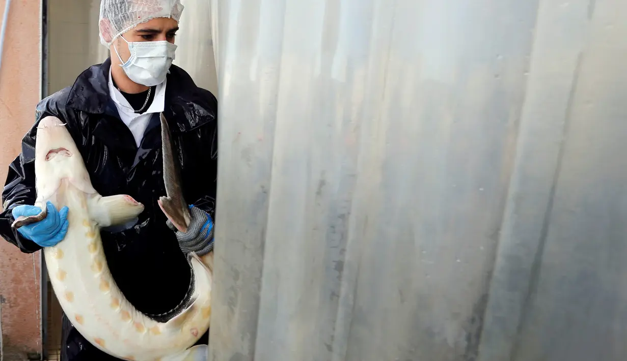 Seorang petugas membawa ikan sturgeon betina untuk diproduksi di Sturia, sebuah produsen kaviar terkemuka Prancis, di Saint-Sulpice-et-Cameyrac, 8 November 2016. Kaviar (telur ikan) merupakan salah satu makanan termahal di dunia. (REUTERS/Regis Duvignau)