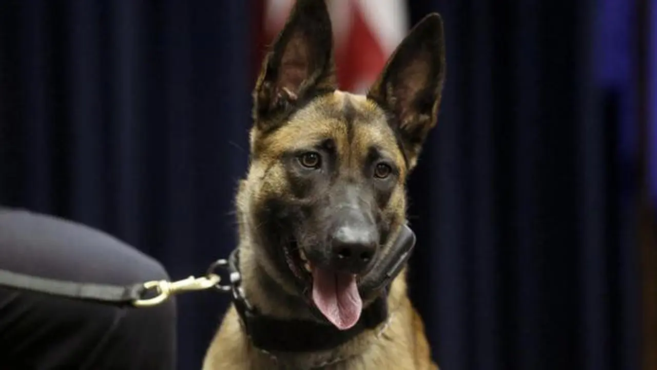 Ilustrasi anjing pelacak (AFP)