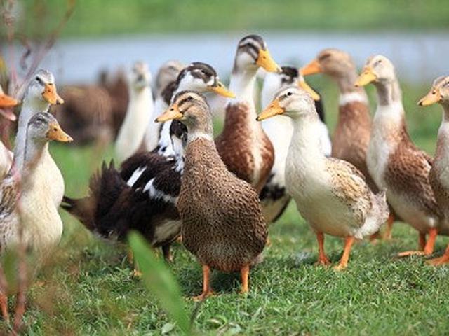 7 cara beternak bebek petelur untuk pemula dari modal sampai panen hot liputan6 com