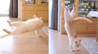 6 Potret Kucing Bergaya Akrobat Ini Bikin Gemas, Ada yang Kayang (sumber: Instagram.com/receh.id)