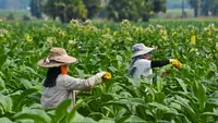 Pekerja Industri Tembakau Tolak Standardisasi Kemasan Rokok, Khawatir PHK
