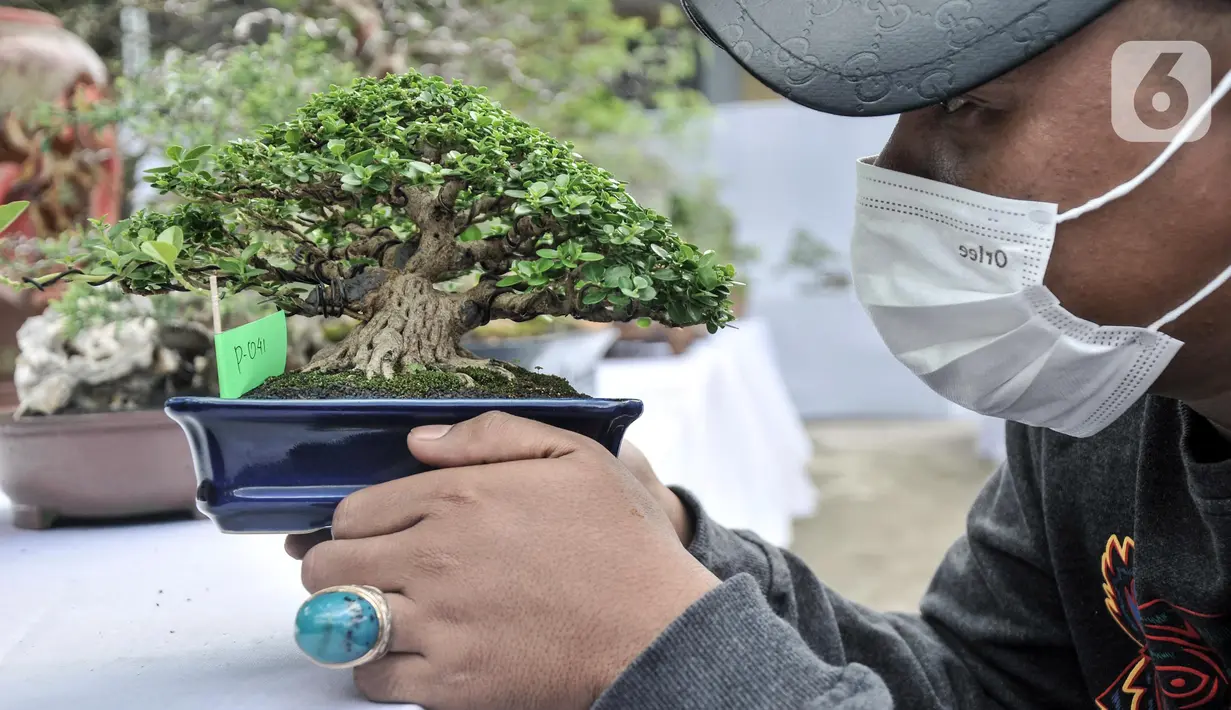 Pengunjung melihat koleksi pohon bonsai yang dipamerkan dalam acara Jengbreng BSC di kawasan Sawangan, Depok, Jawa Barat, Minggu (6/3/2022). Pameran tersebut menampilkan berbagai jenis pohon bonsai dengan harga Rp 500 ribu hingga Rp 10 juta. (merdeka.com/Iqbal S. Nugroho)