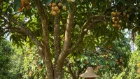 9 Cara Alami Merangsang Pohon Buah Tanpa Bahan Kimia, Cepat Berbuah Lebat
