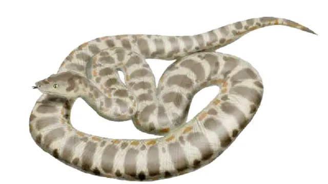Titan (Titanoboa cerrejonensis) (wikimedia commons)
