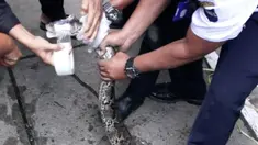 Ular Piton kembali ditemukan di rumah warga Samarinda, Kalimantan Timur.