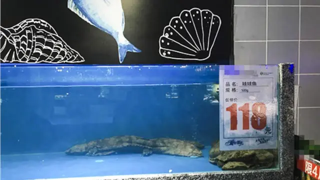 Salamander raksasa, yang diketahui terancam punah, dijual bebas di sebuah supermarket di China (AFP/South China Morning Post)