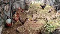 4 Jenis Ayam Terbaik untuk Peternak Pemula dengan Sistem Cage Free, Lebih Tahan Penyakit