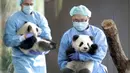 Penjaga kebun binatang membawa panda kembar Meng Yuan dan Meng Xiang di Berlin Zoo, Berlin, Jerman, Rabu (29/1/2020). Meng Yuan dan Meng Xiang lahir pada bulan Agustus dari ibu Meng Meng, seekor panda dewasa yang dipinjamkan ke Berlin sejak 2017 dari kebun binatang di China. (AP Photo/Michael Sohn)