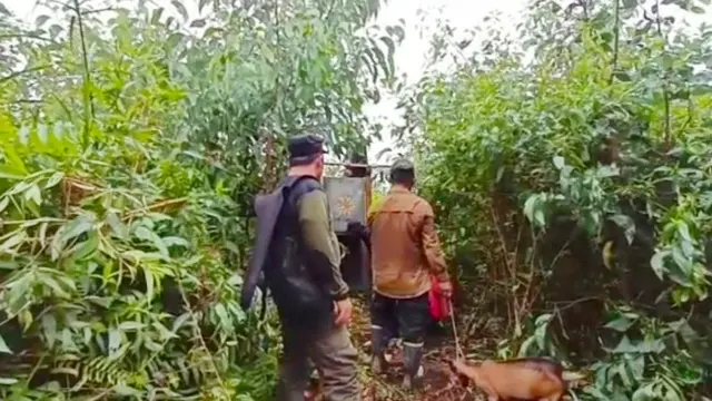 Petugas membawa box trap atau kandang jebak berumpan kambing untuk mengevakuasi harimau sumatra dari Desa Teluk Lanus, Kabupaten Siak.