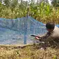 Petani jagung Gorontalo saat membuat pagar kebun seadanya agar tidak dirusak hama. (Liputan6.com/Gorontalo)