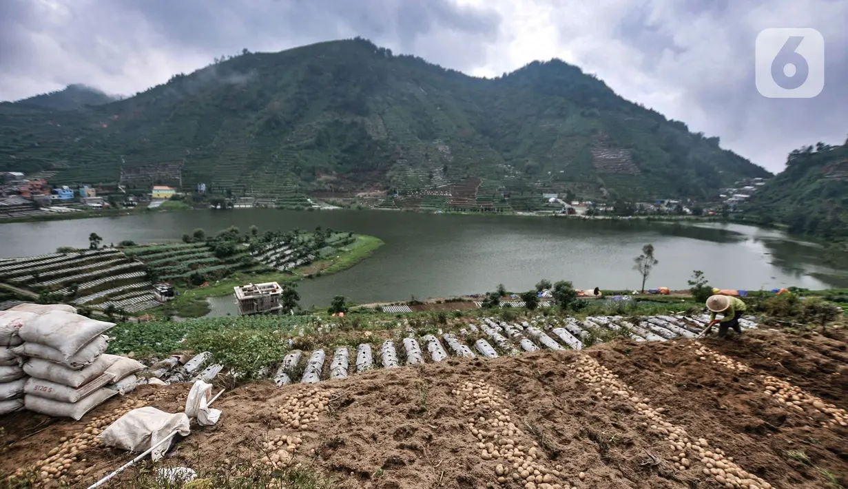 Seorang petani menyiapkan lahan untuk ditanami kentang di Desa Sembungan, Dieng, Jawa Tengah, 1 Juli 2021. Pardi (51) salah seorang petani di Desa Sembungan mengungkapkan kentang jauh lebih bernilai dibandingkan jenis sayuran lain seperti daun bawang atau wortel. (merdeka.com/Iqbal S. Nugroho)