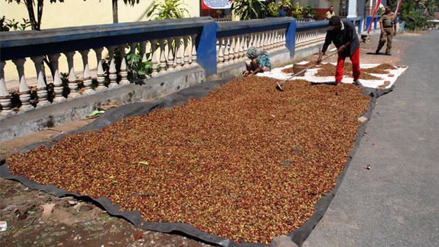 Kopi Dampit Kini Makin Dikenal Pecinta Kopi Dunia