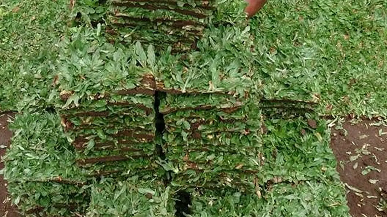 Menanam Rumput Gajah Mini
