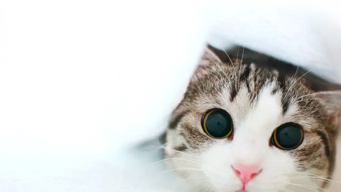 Kucing bisa juga menyebalkan