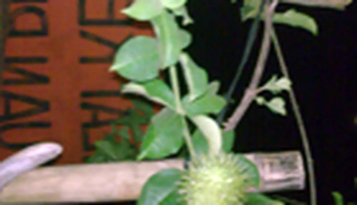 liputan6