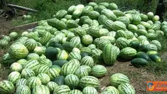 Citizen6, Riau: Masyarakat Dusun Sepadan Makmur, Desa Sei Meranti, Kecamatan Torgamba, Kabupaten Labuhan Batu Selatan, harus membayar 500 ribu untuk mengeluarkan hasil panen mereka lantaran terhalang oleh palang PT Sumatera Riang Lestari. (Pengirim: Nasir