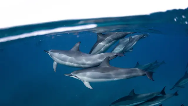Cerdas dan Sociable,6 Bukti Lumba-Lumba Miliki Kecerdasan yang Mirip dengan Manusia