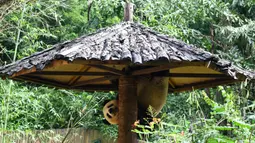 Panda raksasa Gonggong bermain di area luar Kebun Raya dan Taman Margasatwa Tropis Hainan, Haikou, ibu kota Provinsi Hainan, China selatan, pada 26 Oktober 2020. (Xinhua/Yang Guanyu)